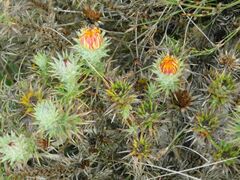 Oedera capensis