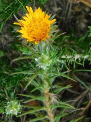 Oedera capensis
