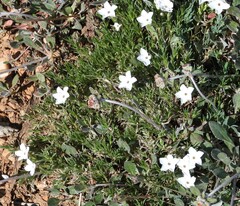 Phlox condensata