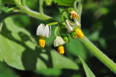 Solanum caatingae