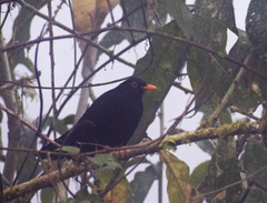 Turdus serranus