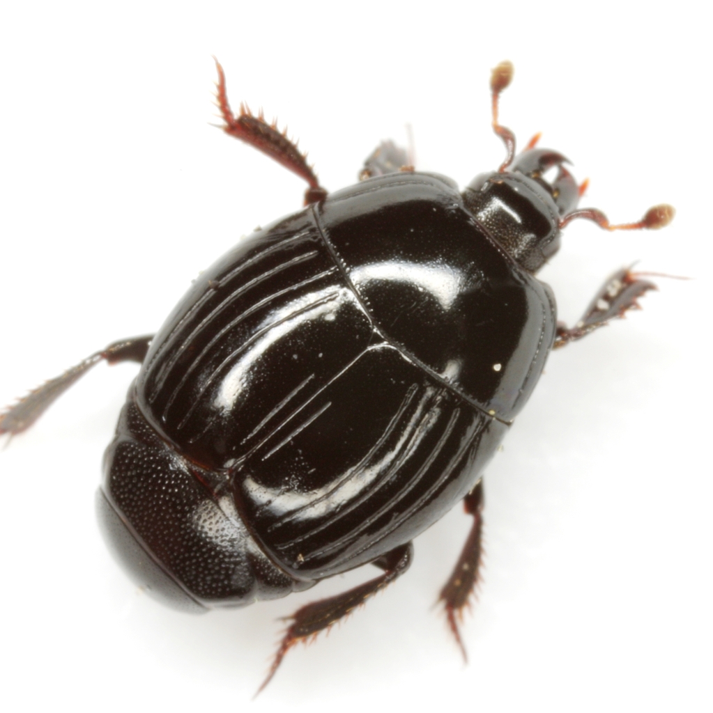 Atholus nubilus