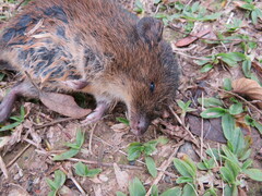 Oxymycterus
