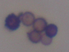 Scytalidium