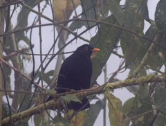 Turdus serranus