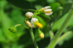 Solanum caatingae