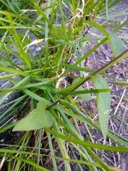 Campanula rapunculoides