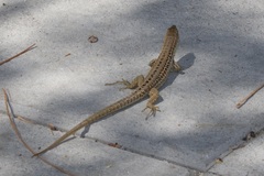 Podarcis melisellensis