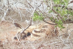 Hyaena hyaena dubbah