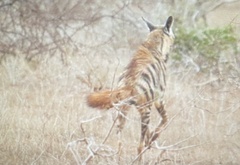 Hyaena hyaena dubbah