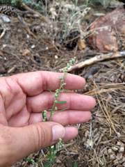 Chenopodium atrovirens