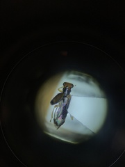 Phyllobaenus verticalis