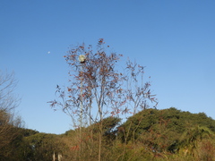 Heteropterys glabra
