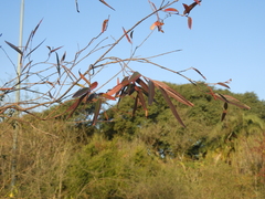 Heteropterys glabra