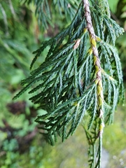 Cupressus nootkatensis