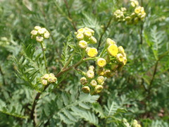 Tanacetum vulgare