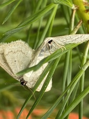 Scopula immutata