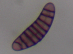 Pleosporaceae