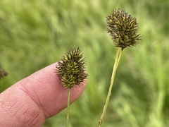 Carex microptera