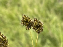 Carex microptera
