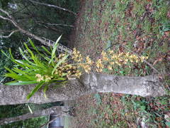 Oncidium sphacelatum