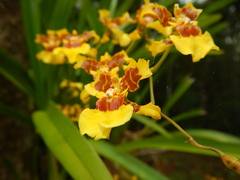 Oncidium sphacelatum