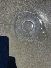 Aequorea victoria
