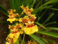 Oncidium sphacelatum
