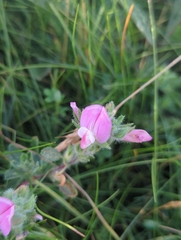 Ononis spinosa procurrens