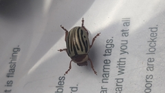 Zygogramma exclamationis