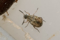 Acanthoscelides