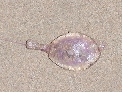 Pelagia noctiluca