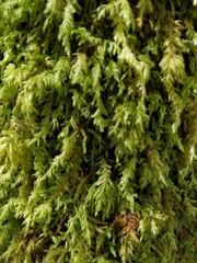 Pseudisothecium cardotii