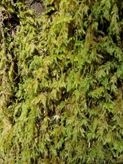 Pseudisothecium cardotii