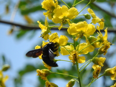 Xylocopa griswoldi