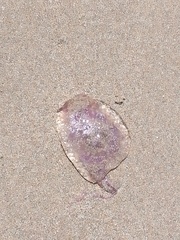 Pelagia noctiluca