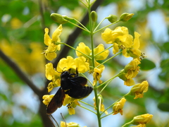 Xylocopa griswoldi