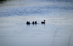 Anas platyrhynchos platyrhynchos