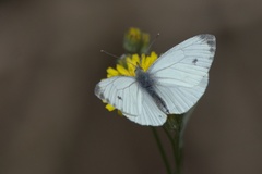 Pieris napi