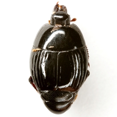 Atholus nubilus