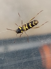 Neoclytus modestus