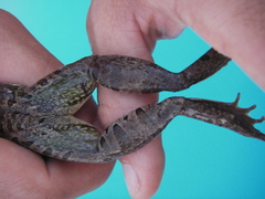 Leptodactylus macrosternum