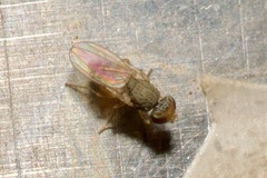 Tethininae