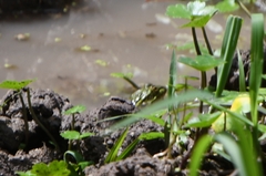 Lithobates chiricahuensis
