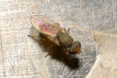 Tethininae