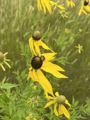 Andrena rudbeckiae