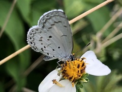 Celastrina lavendularis himilcon