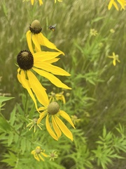 Andrena rudbeckiae