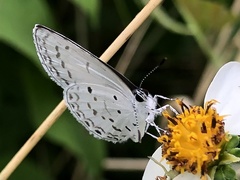 Celastrina lavendularis himilcon