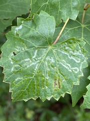 Phyllocnistis vitegenella